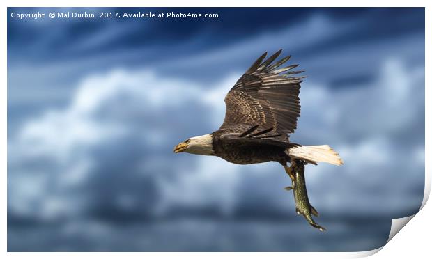 Bald Eagle with a Fish Print by Mal Durbin