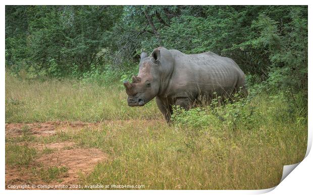 white rhino at the kruger park Print by Chris Willemsen