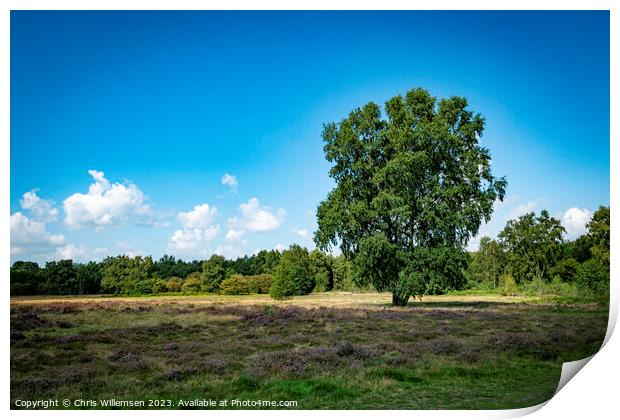 green single tree on the heather fields in graderen Holland Print by Chris Willemsen
