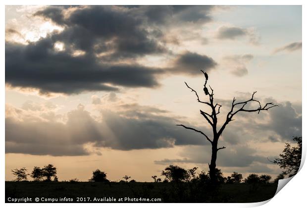 evening sunset in krugerpark Print by Chris Willemsen