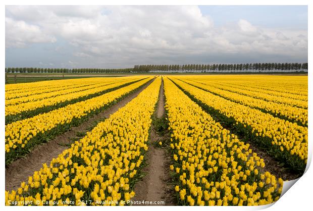 yellow tulips Print by Chris Willemsen