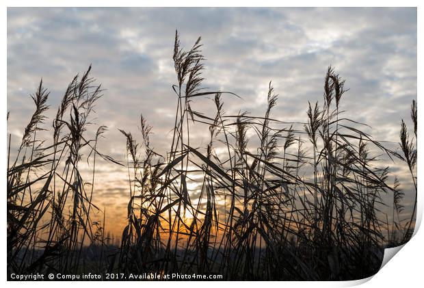 dry wheat plants in sunset Print by Chris Willemsen