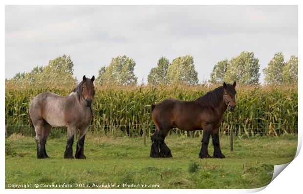 couple of brown horses Print by Chris Willemsen