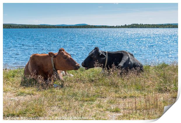 tow cow on the beach in norway Print by Chris Willemsen