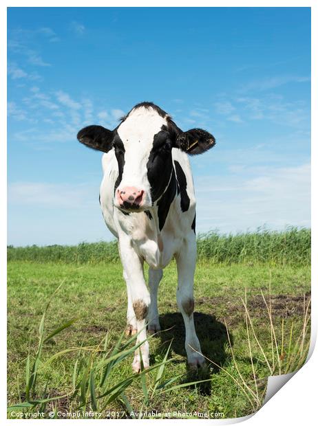 cow looking at camera Print by Chris Willemsen