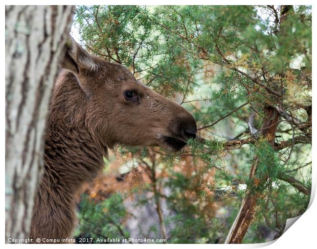 young moose in norway Print by Chris Willemsen
