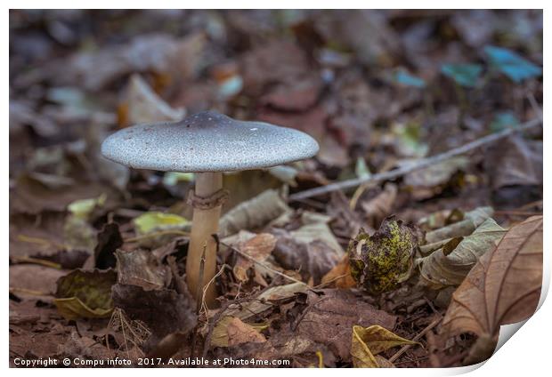 mushroom in autumn forest Print by Chris Willemsen