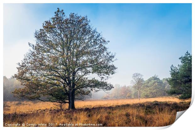 single tree in autumn landscape Print by Chris Willemsen
