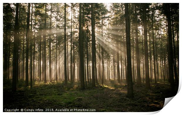 sunlight and sunbeams in the forest in nunspeet in Print by Chris Willemsen