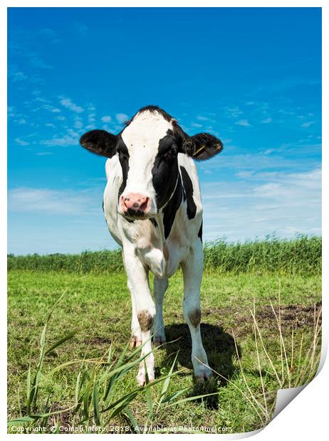 cow looking at camera Print by Chris Willemsen