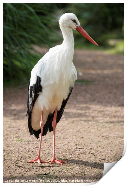 standing stork Print by Chris Willemsen