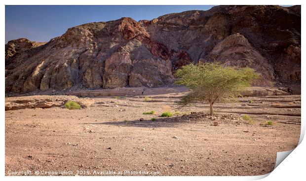 single green tree in the desert of south israel ne Print by Chris Willemsen