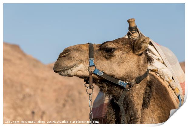 a camel in the desert of israel on the border of e Print by Chris Willemsen