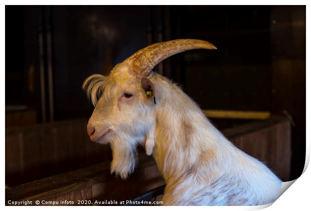 white hairy male goat ram with big horns Print by Chris Willemsen
