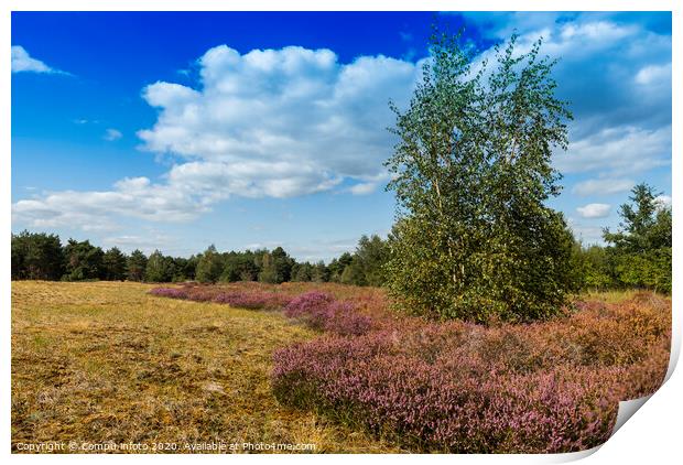 the nature reserve Maasduinen with single tree Print by Chris Willemsen