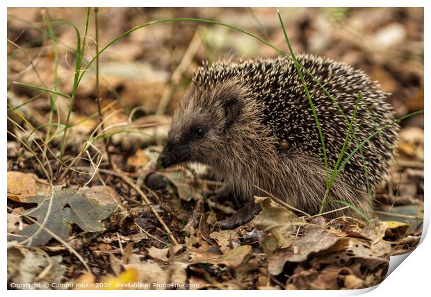 young hedgehog in the wild, Print by Chris Willemsen