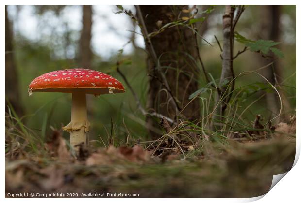 Amanita muscaria mushroom in the forest Print by Chris Willemsen