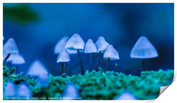art with mycena arcangeliana in the forest in holland Print by Chris Willemsen