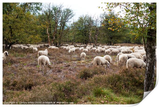  flock of sheep grazing on the veluwe Print by Chris Willemsen