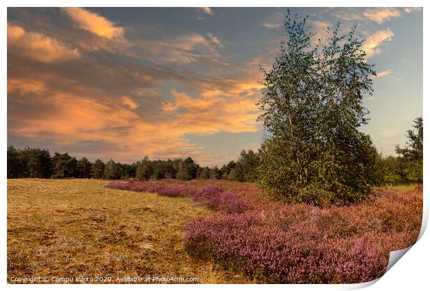 the nature reserve Maasduinen with single tree Print by Chris Willemsen