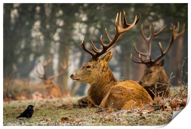 The Stag and the Jackdaw Print by Martin Griffett