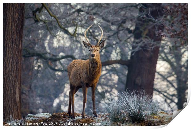 Young stag in winter Print by Martin Griffett
