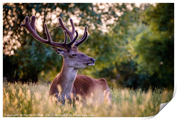 Stag in Evening Light Print by Martin Griffett