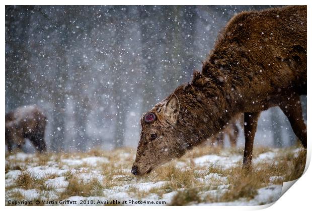 Red Deer Stag in Snow Print by Martin Griffett