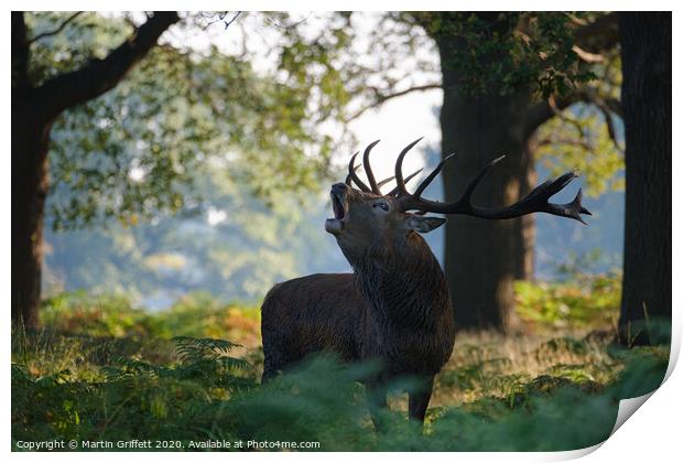 Red Deer Stag in Richmond Park Print by Martin Griffett