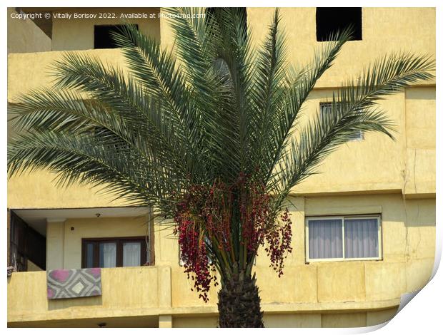 View of the wall of a high-rise building, with balconies and windows on the background of the top of the date palm in Cairo city. Egypt 2021 Print by Vitaliy Borisov