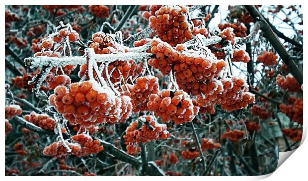 Berries of winter rowan in the snow. December 2018 Print by Vitaliy Borisov