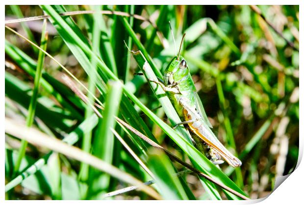 Common Green Grasshopper Print by Mark Thompson