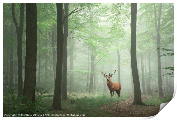 Red deer stag in Lush green fairytale growth concept foggy forest landscape image Print by Matthew Gibson