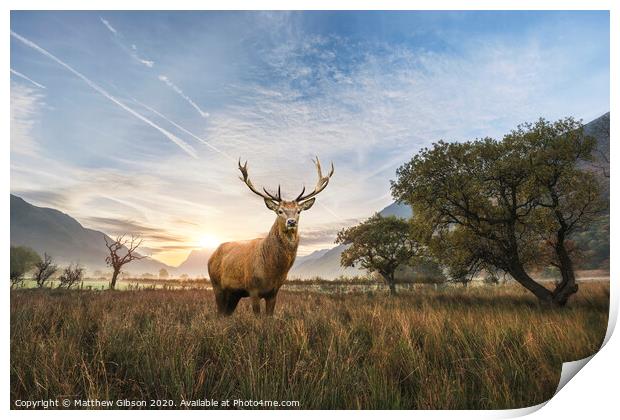 Powerful red deer stag in countryside landscape scene looking out into distance contemplation concept image Print by Matthew Gibson