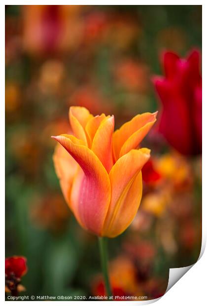 Stunning vibrant shallow depth of field landscape image of flowerbed full of tulips in Spring Print by Matthew Gibson