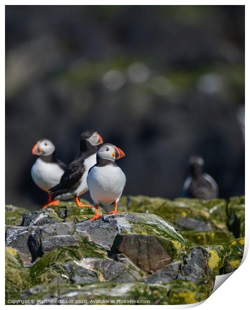 Colorful Atlantic Puffin or Comon Puffin Fratercula Arctica in Northumberland England on bright Spring day Print by Matthew Gibson
