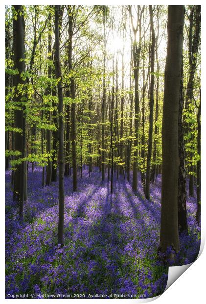 Beautiful morning in Spring bluebell forest with sun beams through trees Print by Matthew Gibson