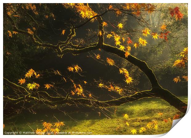 Beautiful golden Autumn leaves with bright backlighting from sunrise Print by Matthew Gibson