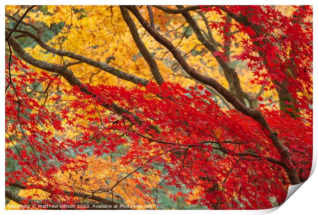 Beautiful colorful vibrant red and yellow Japanese Maple trees in Autumn Fall forest woodland landscape detail in English countryside Print by Matthew Gibson