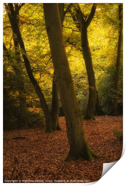 Stunning Autumn Fall colorful vibrant woodland landscape Print by Matthew Gibson