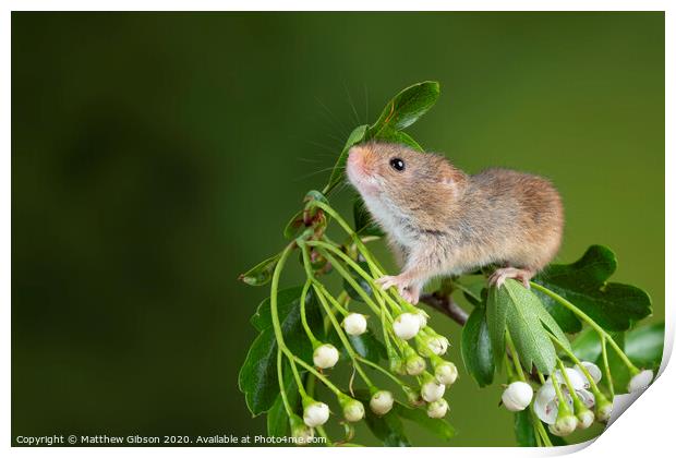 adorable cute harvest mice micromys minutus on white flower foliage with neutral green nature background Print by Matthew Gibson