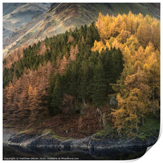 Beautiful landscape image of Autumn Fall with vibrant pine and larch trees against majestic setting of Hawes Water and High Stile peak in Lake District Print by Matthew Gibson