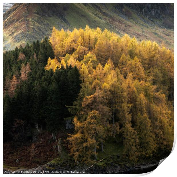 Beautiful landscape image of Autumn Fall with vibrant pine and larch trees against majestic setting of Hawes Water and High Stile peak in Lake District Print by Matthew Gibson