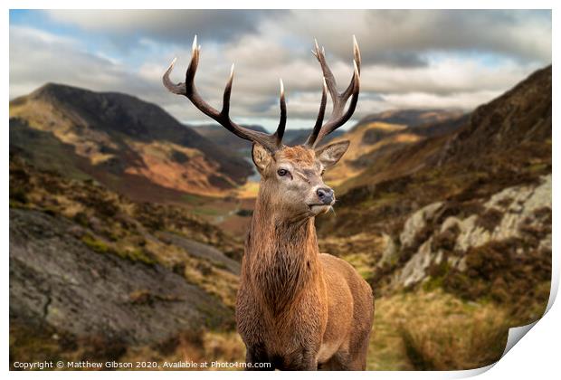 Majestic Autumn Fall landscape of red deer stag in front of mountain landscape in background Print by Matthew Gibson