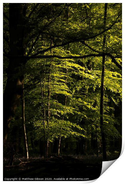 Beautiful Spring landscape image of forest of beech trees with dappled sunlight creating spotlights on the trees in the dense woodland Print by Matthew Gibson