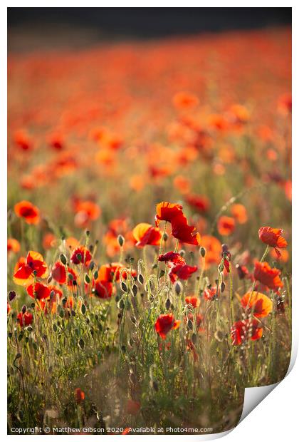 Beautiful Summer landscape of vibrant poppy field in English countryside during late evening sunset Print by Matthew Gibson
