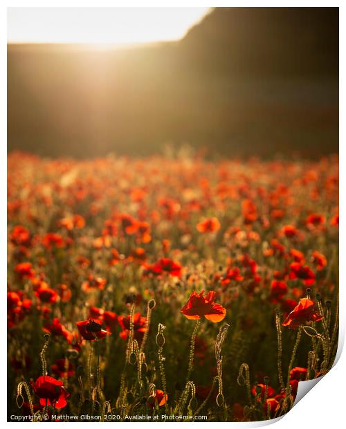 Beautiful Summer landscape of vibrant poppy field in English countryside during late evening sunset Print by Matthew Gibson