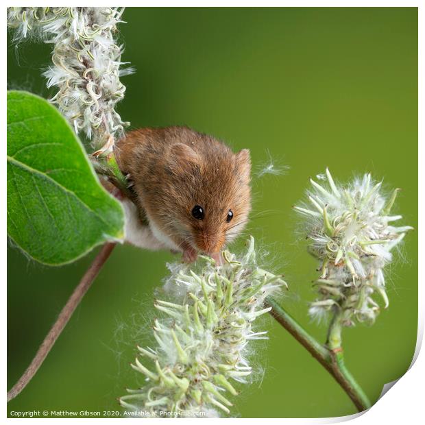 Adorable cute harvest mice micromys minutus on white flower foliage with neutral green nature background Print by Matthew Gibson