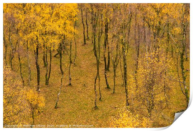 Amazing view of Silver Birch forest with golden leaves in Autumn Fall landscape scene of Upper Padley gorge in Peak District in England Print by Matthew Gibson