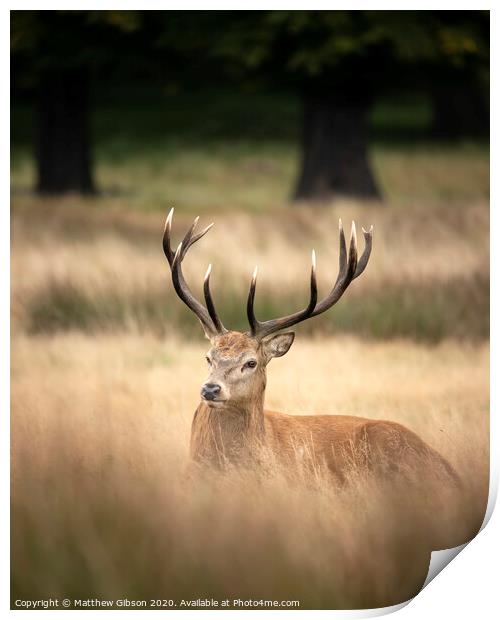 Sutning portrait of red deer stag Cervus Elaphus in Autumn Fall woodland landscape during the rut mating season Print by Matthew Gibson